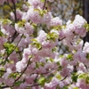 新緑の葉と桜色