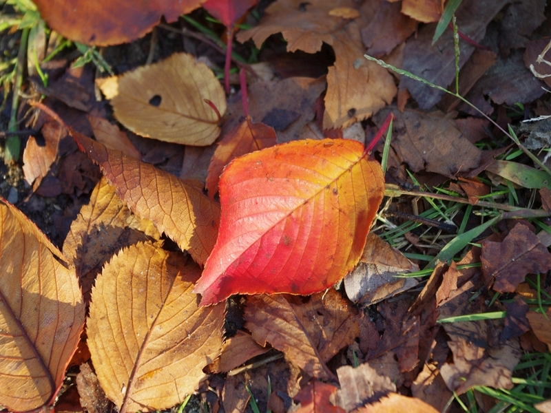 a fallen cherry leaf