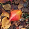 a fallen cherry leaf