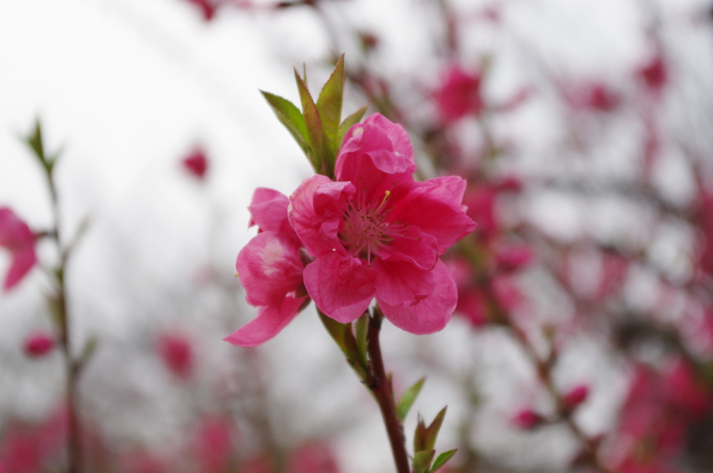 桃の花