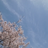 桜と青空