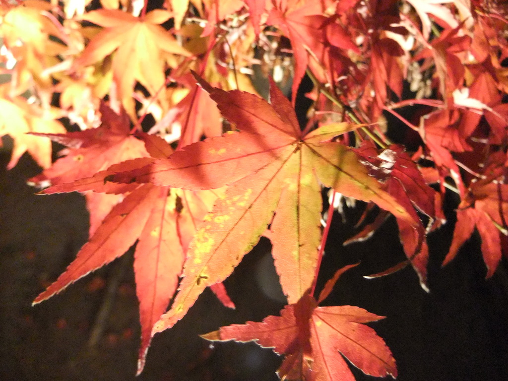 永観堂　紅葉ライトアップ２