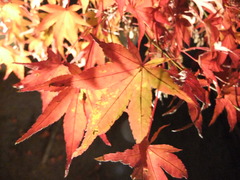 永観堂　紅葉ライトアップ２