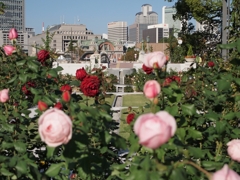 Kokaido and Nakanoshima rose garden