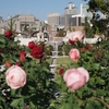 Kokaido and Nakanoshima rose garden