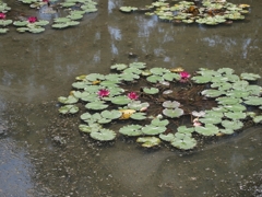 水蓮の花　～藤田邸跡公園前の池～