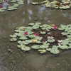 水蓮の花　～藤田邸跡公園前の池～