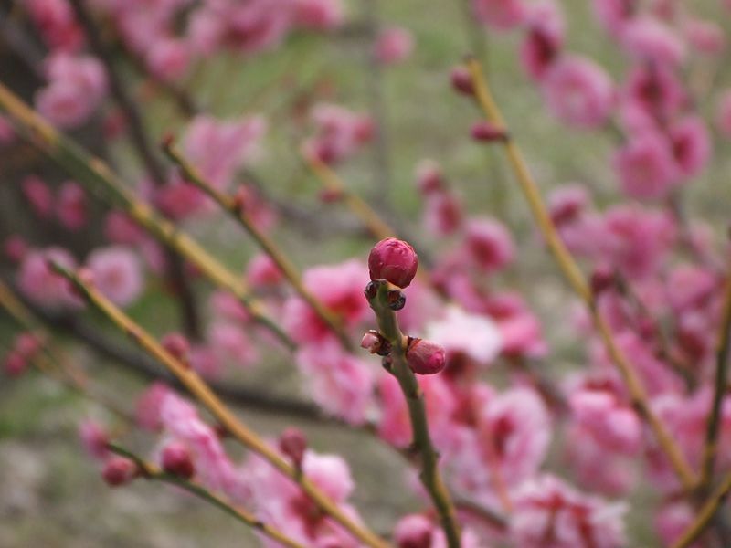 TSUBOMI OF UME