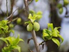 UME TWINS