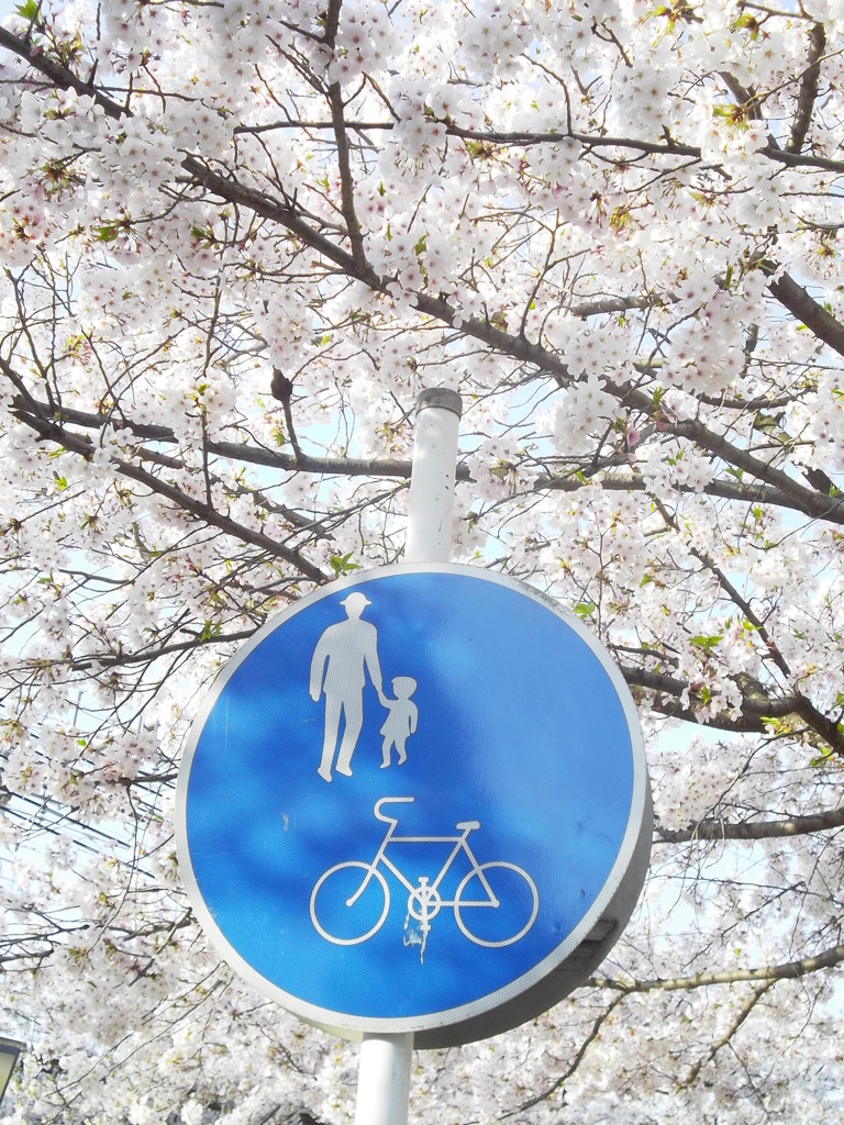 自転車を降りて桜の下を散歩しよう♪