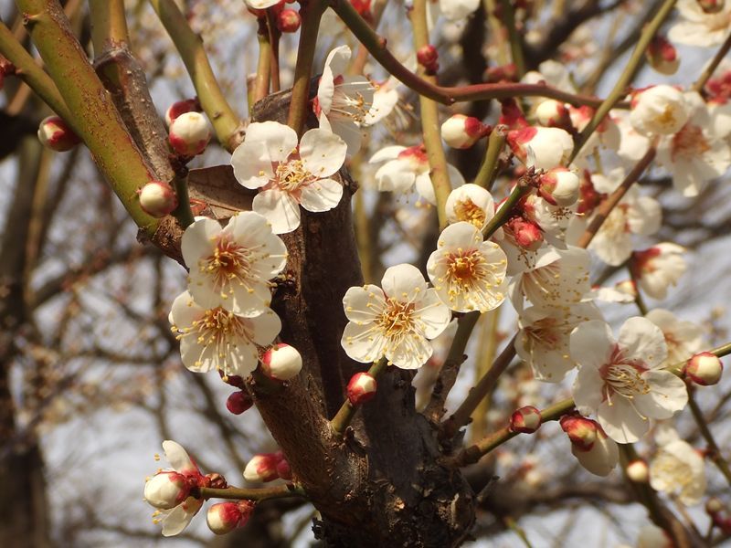 陽射しを受けた梅の花