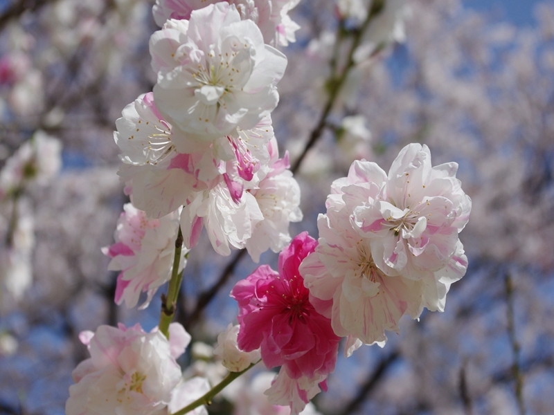 色とりどりの桃の花