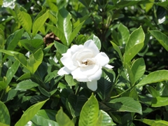 くちなしの花