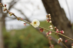 梅のつぼみと花　～大阪城梅林～