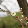 梅のつぼみと花　～大阪城梅林～