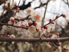赤と白のコントラストが美しい梅の花
