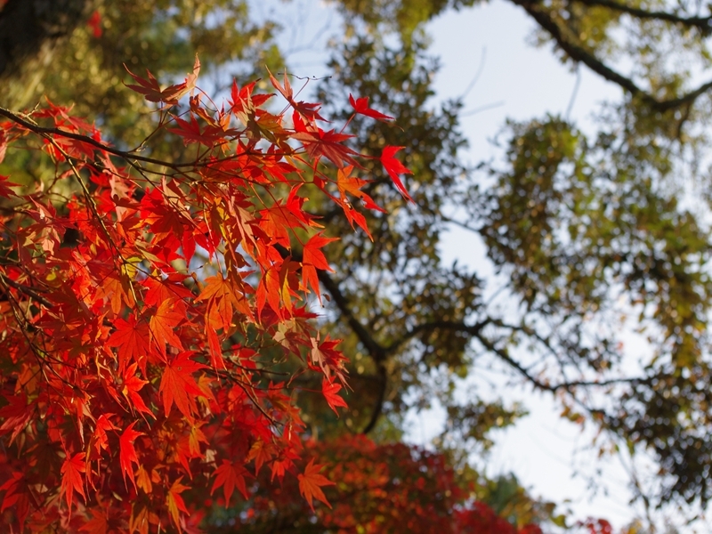 この秋一番の紅葉フォト