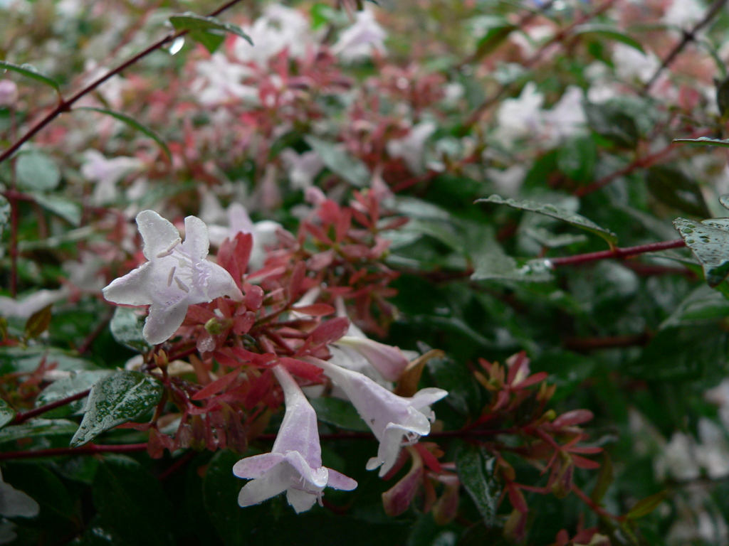 雨の滴と道端の花