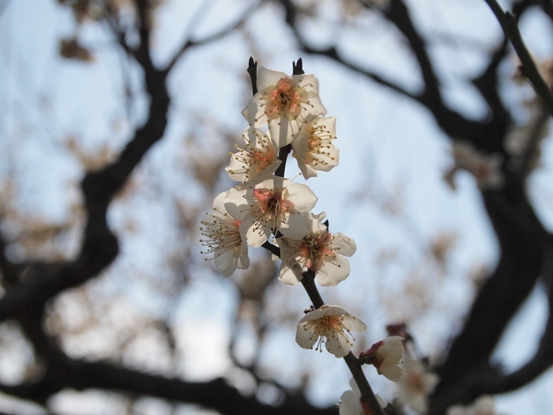 陽の光を受ける梅の花