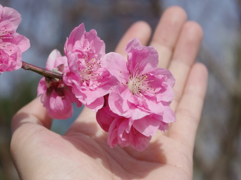 桃の花に手をかざしてみる