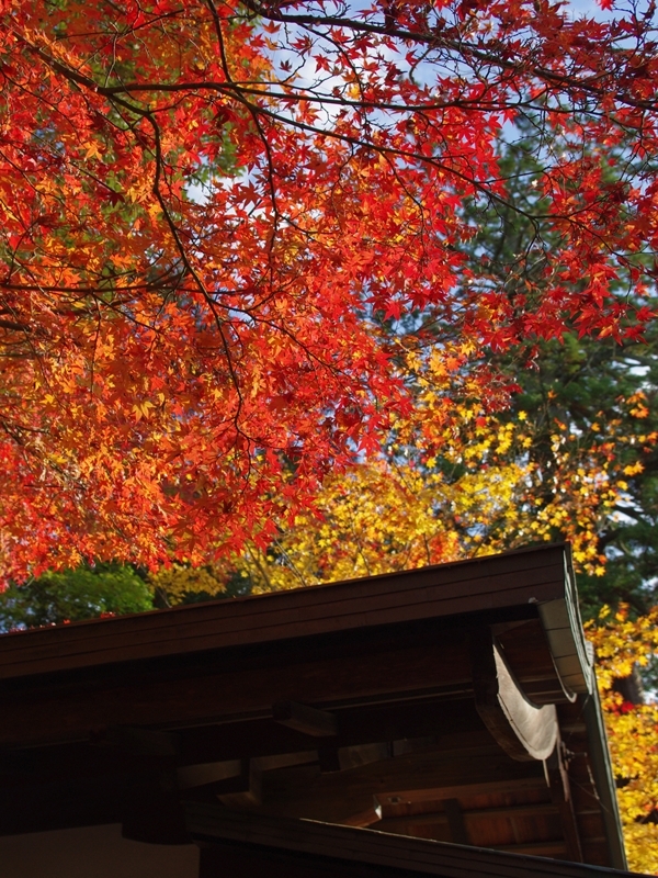 紅・黄・青・緑・黒