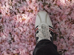 桜のじゅうたんの上を歩む