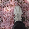 桜のじゅうたんの上を歩む