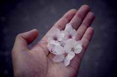 桜×手のひら