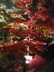 永観堂　紅葉ライトアップ７