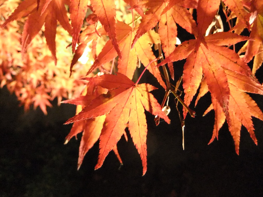 永観堂　紅葉ライトアップ
