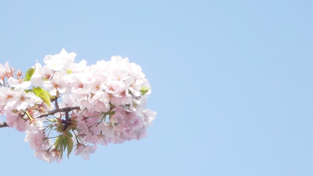 空の下に咲き誇る桜