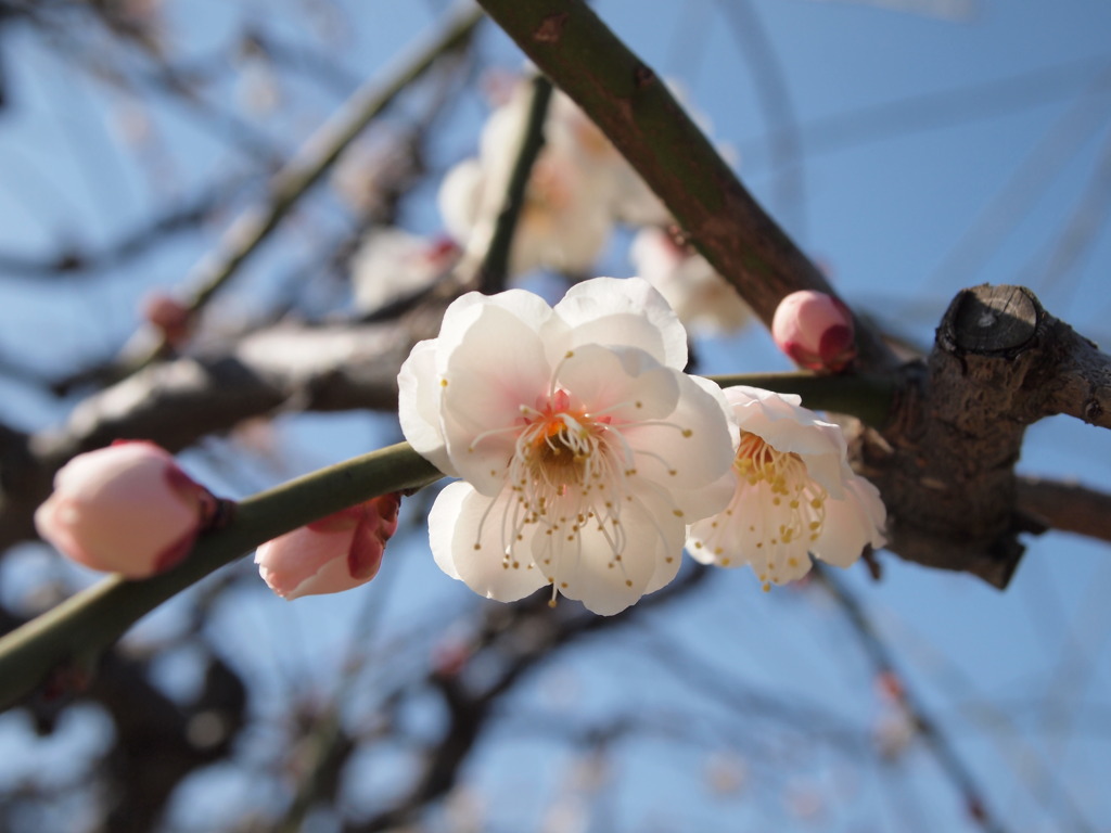 重なる花びらが美しい白梅