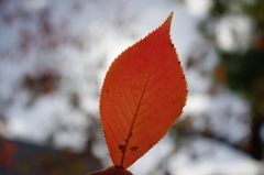 a shining vein of cherry leaf