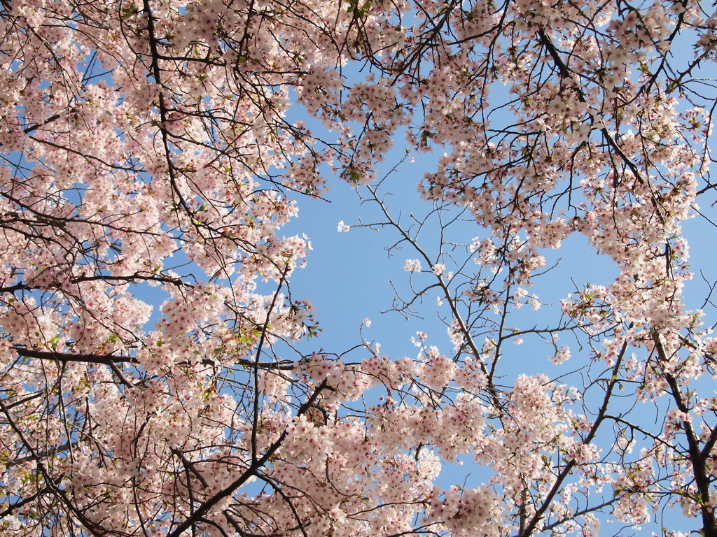 桜のドーム