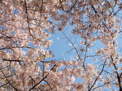 桜のドーム