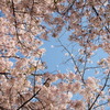 桜のドーム