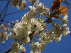 ミツバチのおしりと桜