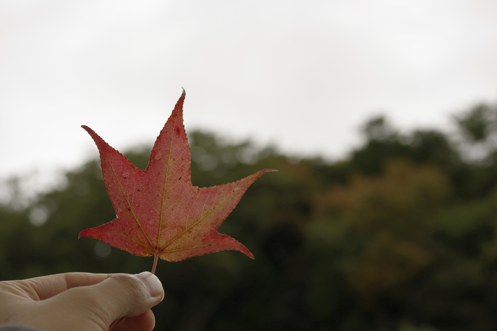 紅葉