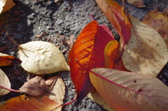 A Shining Cherry Leaf