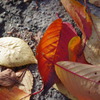 A Shining Cherry Leaf