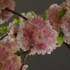 造幣局の夜桜　その３