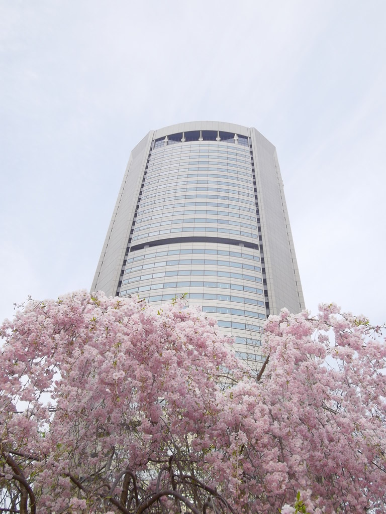 枝垂桜から生えるビルディング