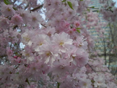 美しき都会の枝垂桜