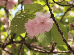 桜（関山）