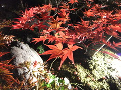 永観堂　紅葉ライトアップ　４