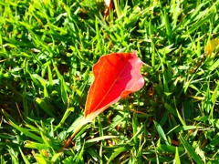 a red leaf on the grass