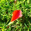 a red leaf on the grass