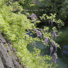 上野城の石垣と藤の花