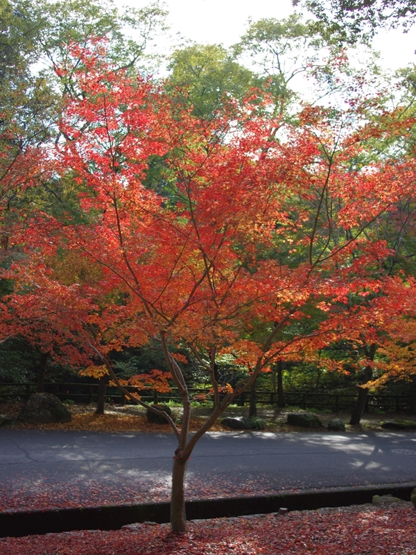 光を受けて輝く紅葉