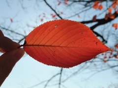 桜の紅葉＠大川